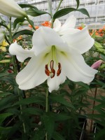 [5188 Forever VWS No02.JPG]